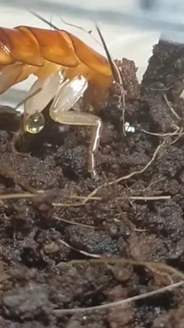 ОХОТА САЛТАТОРОВ #spider #богомол #insect #mantis #бабочки #ant #муравьи #ants #ekzotik #hunter #Ки