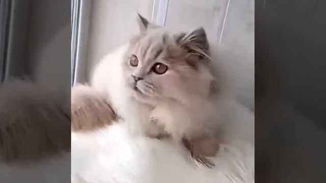 Британская кошка играет с красными перьями