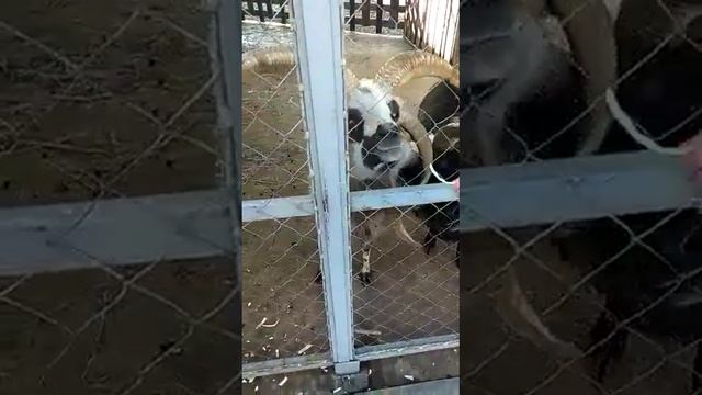 Четырехрогие бараны. Круто!!!