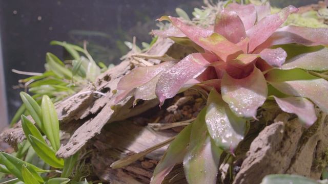 All About Poison Dart Frogs - Vivarium Setup, Care, and Feeding
