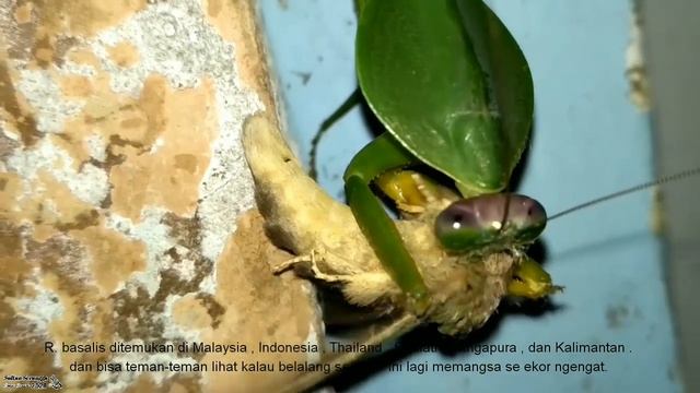 Belalang Sembah Memangsa Serangga (Rhombodera basalis) jantan