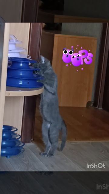 Помощь бездомным животным. Минск #минск #котик #cat #помощьбездомнымживотным