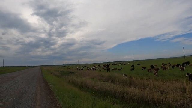 Эдильбаевская порода овец.