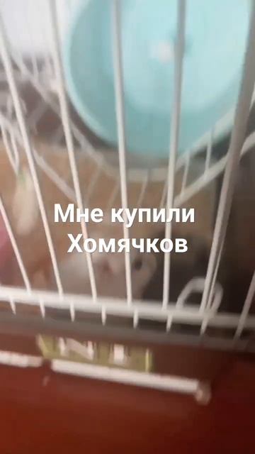 у меня теперь есть хомячки #хомяки