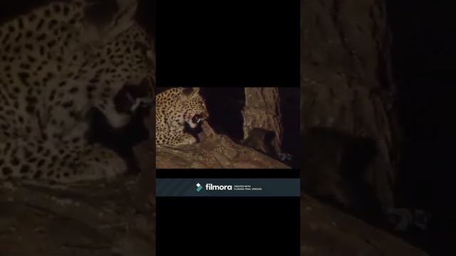 leopard saving baby baboon