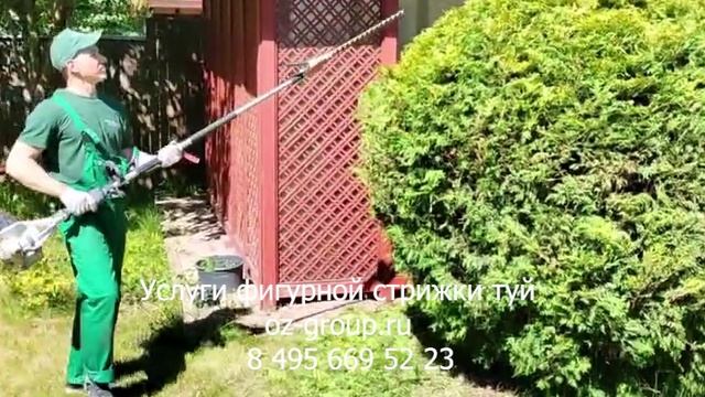 Услуги фигурной стрижки туй на даче. Выезд на работы Агрономов по Москве и области. Звоните сейчас!
