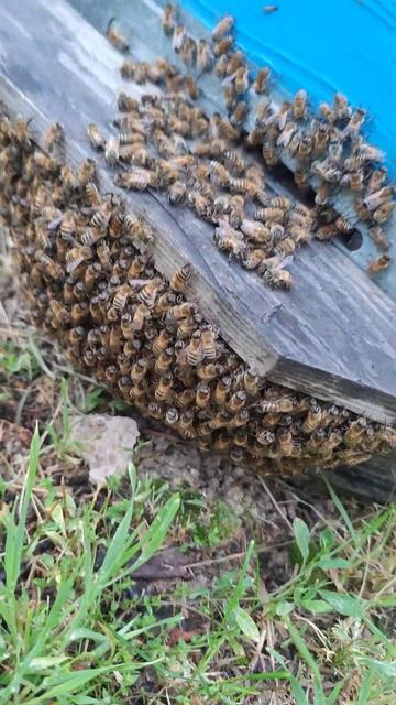 Прилетел к нам рой в новое место жительства 🐝🐝🐝