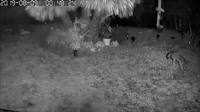 8-8-9- 2019 Coyotes Opossum