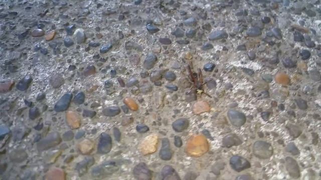 Strange Mud Dauber Wasp