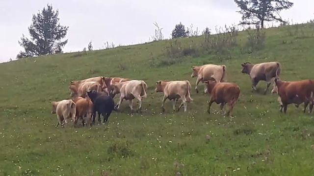 Бычки на откорме