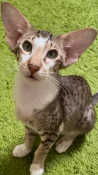 Ориентальный кот. Морфеус. Морфей. Морфуша.