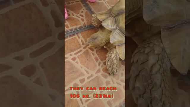 6 years old Sulcata Turtle weighing of 27.4 lb