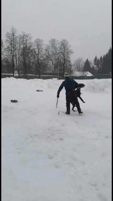 IGPспорт защитный раздел. Доберман 14 месяцев тренировка #доберман #dog #собака #тренировка #спррт