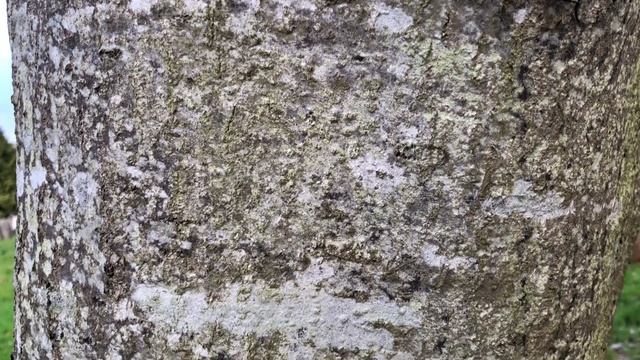 Whitebeam - trunk close up - December 2021