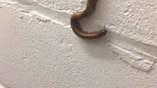 My Pet Millipede Escaped! (FOUND IT ON WALL)