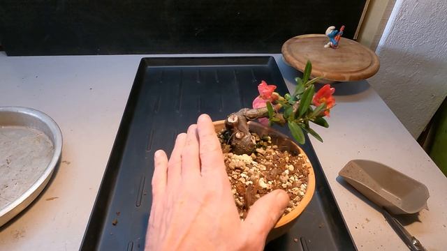 Chaenomeles Japonica Bonsai - Spring Flowers (Bonsai Diary) #30