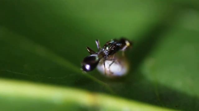 Agrimagnews | Scoperto un predatore della Cimice asiatica