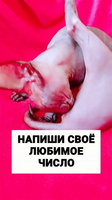 Как лысая кошка Сфинкс умывается #shorts