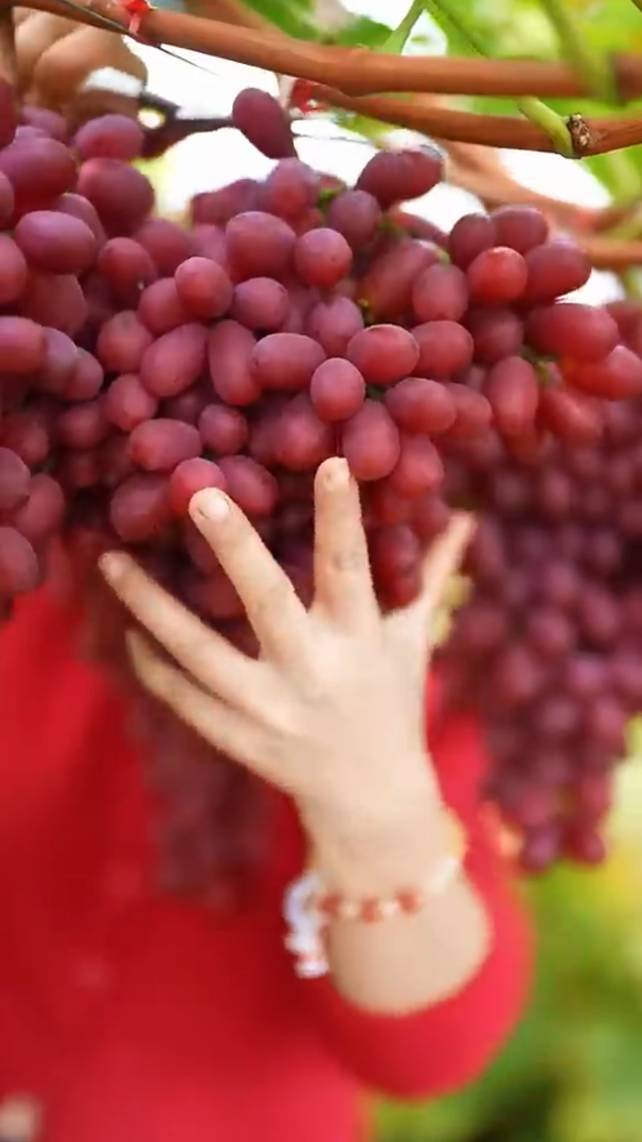 🍇Сбор красного винограда для производства вина! #shorts #garden #советы