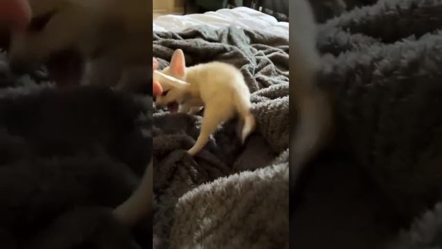 Парень нашел на улице котёнка, но это оказался совсем не кот