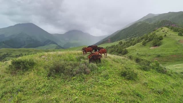 Экскурсия по горам Тянь-Шаня. Кыргызстан 🇰🇬
Гид Юрий Антропкин