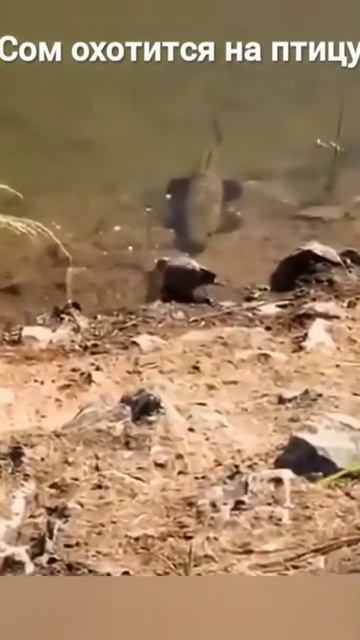 #shorts Сом охотится на птицу