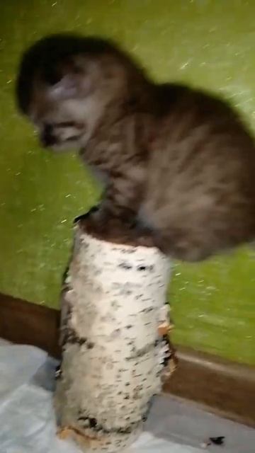 Игривый котёнок.
