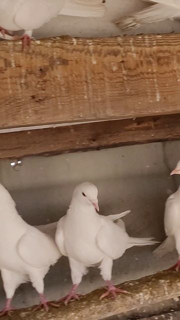 Бакинские широкохвостые 8918 738 94 03 голуби