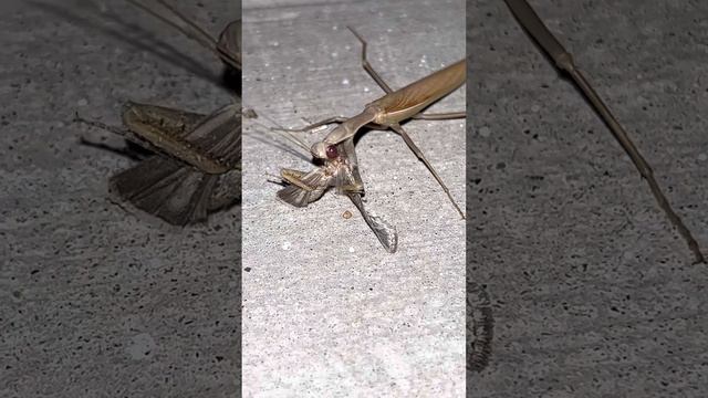 Praying mantis eating a moth it caught. Both attracted by our backyard lights. #prayingmantis #moth