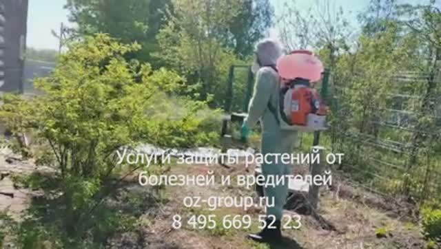 Услуги защиты растений от болезней и вредителей в саду. Выезд Агрономов по Москве и области. Звони!