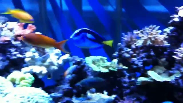 Yellow Belly Blue Tang
