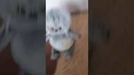 утро( мини влог с мишой) 🥰