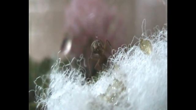 Acromyrmex et miellat.wmv