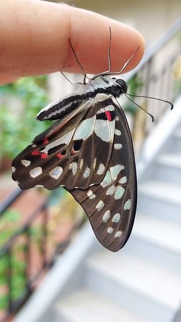 Beautiful Common jay butterfly
