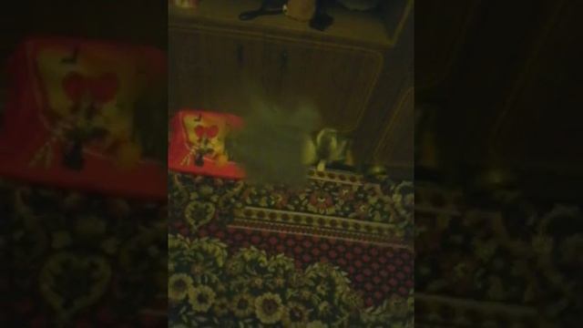 Мяу мяу мяу киска кошка кот :3