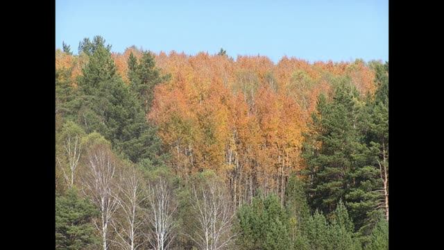 Троицкое , Алтай осенью