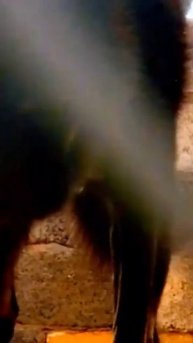 Is this a Wolf or Bear?