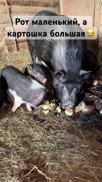 Все на обед #pig
