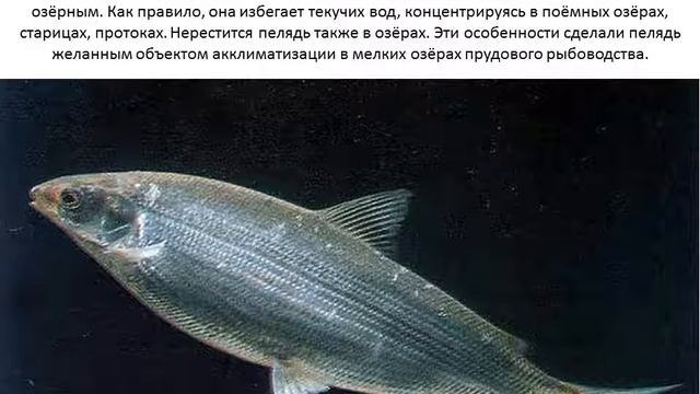 Пелядь