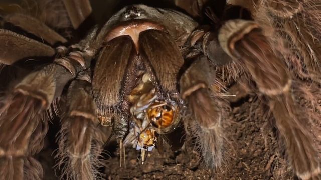 Theraphosa blondi feeding with a twist. Please read pinned comment.