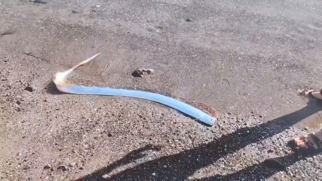 Рыба судного дня / Doomsday Fish