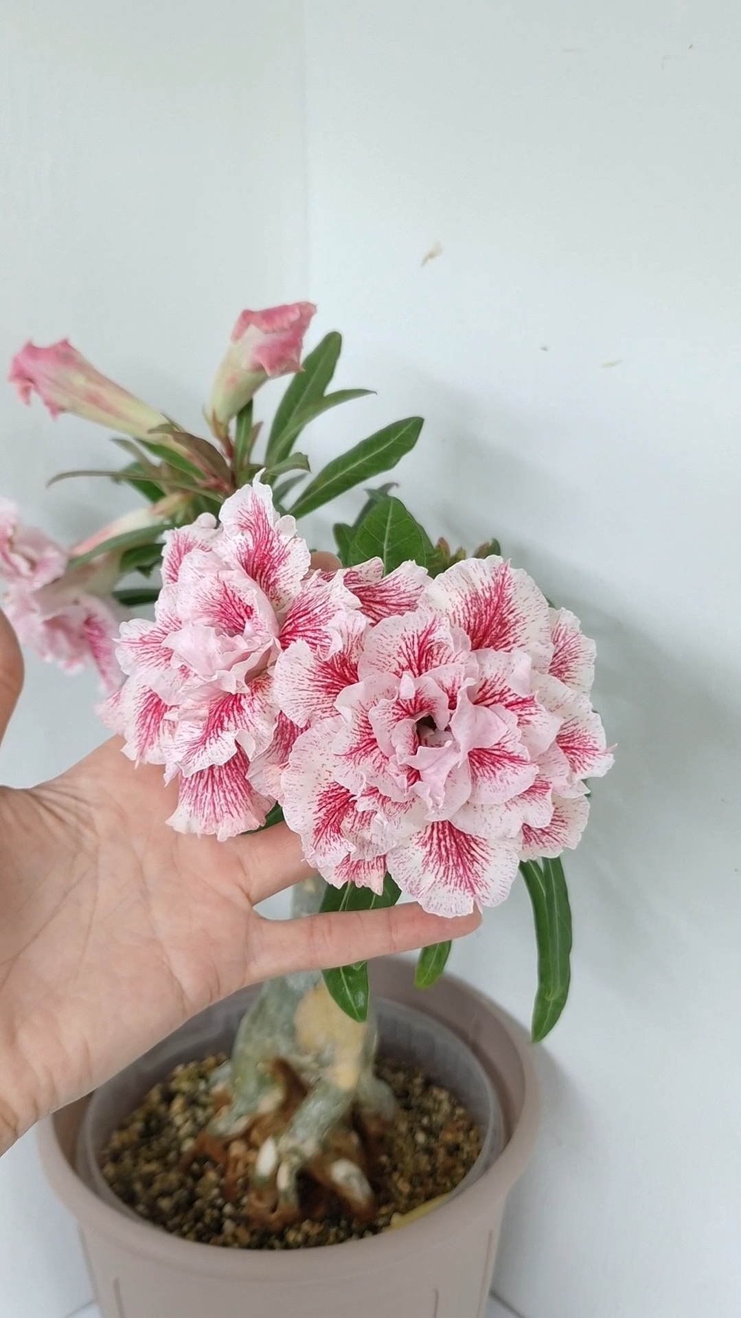 Адениум Magical Princess. Цветы большие, крупные. Сорт в любимчиках😍😍😍