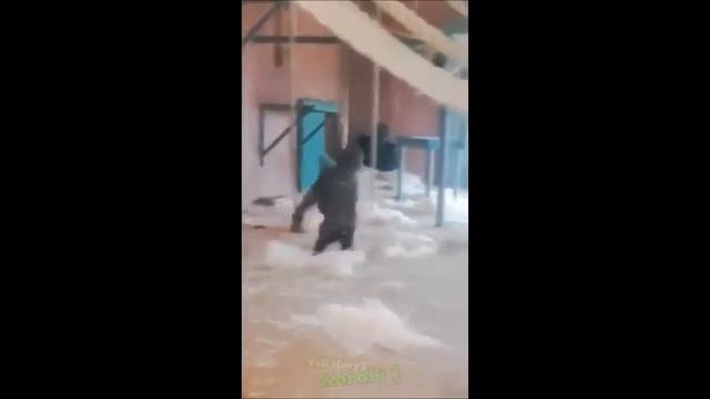 СмЕшНыЕ ВиДеО 2016 #3 Приколы с Животными от VsE MoгyT KopoLi