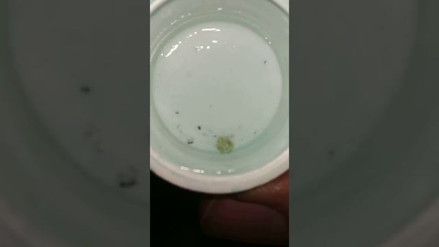 Effect of Paracidol FW on fish lice 1