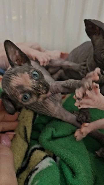 Разноцветные канадики