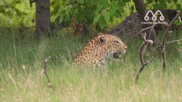 LEOPARDO vs LOBO: QUEM VENCE ESSA BATALHA? Leopard x Wolf fight