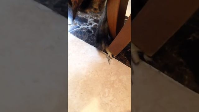 КОТ ПОЙМАЛ ЯЩЕРИЦУ!!!🙀😱
