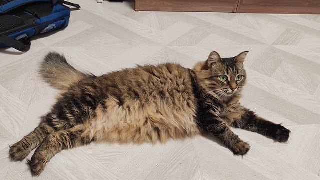 наши кошка и кот