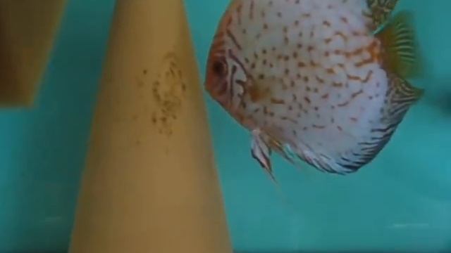 Tiger Pigeon Discus - pár