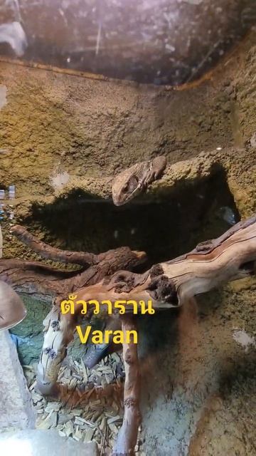 ตัววาราน #Varan #Denmark #คนไทยในต่างแดน